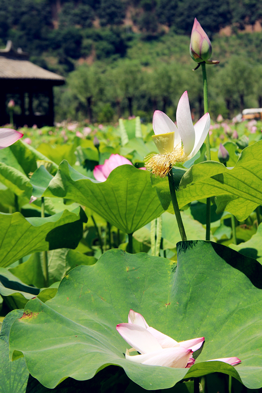 渭南最美的荷花池你知道在哪吗?