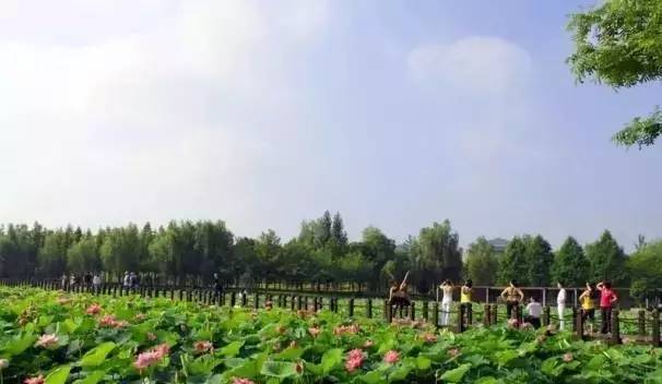 文旅君往下看~揚中市浩順生態觀光園(揚中市 鄉村旅遊類)容南風景生態