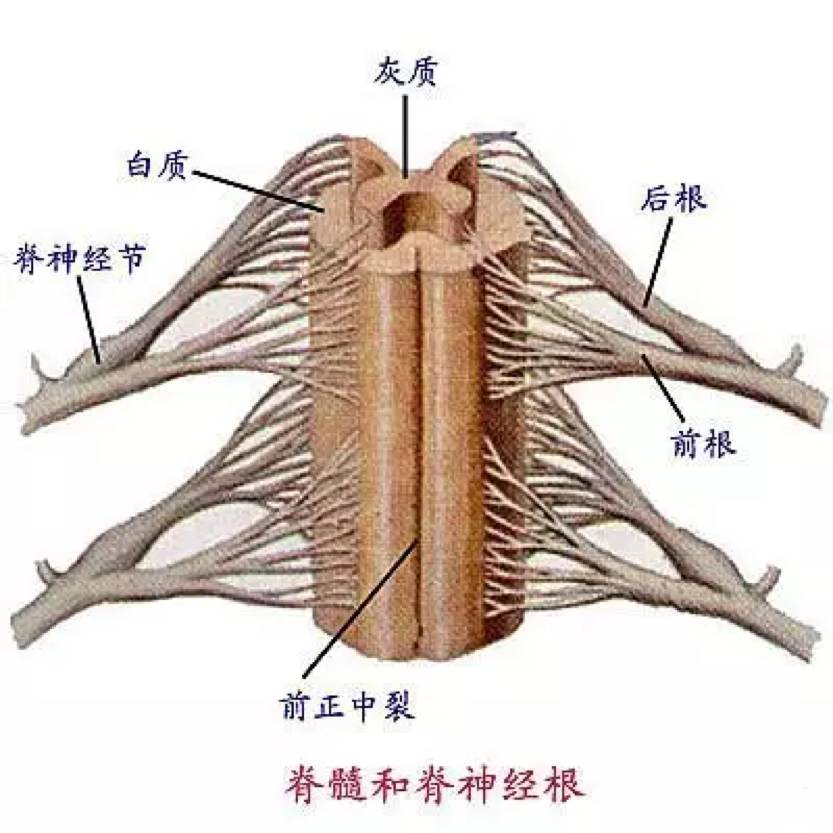 涨知识!最全神经系统解剖图,值得收藏