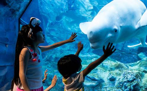 嗨翻廣深珠廣州長隆野生動物園珠海海洋王國一次玩夠雙長隆