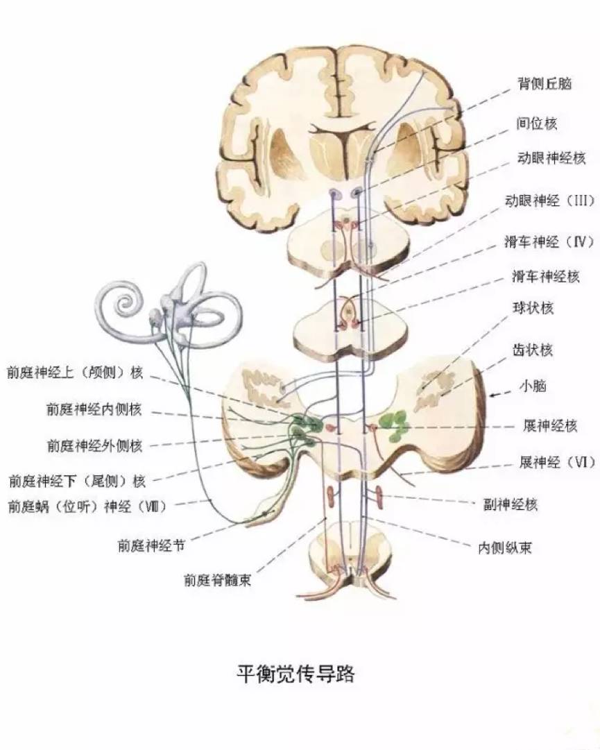 涨知识!最全神经系统解剖图,值得收藏