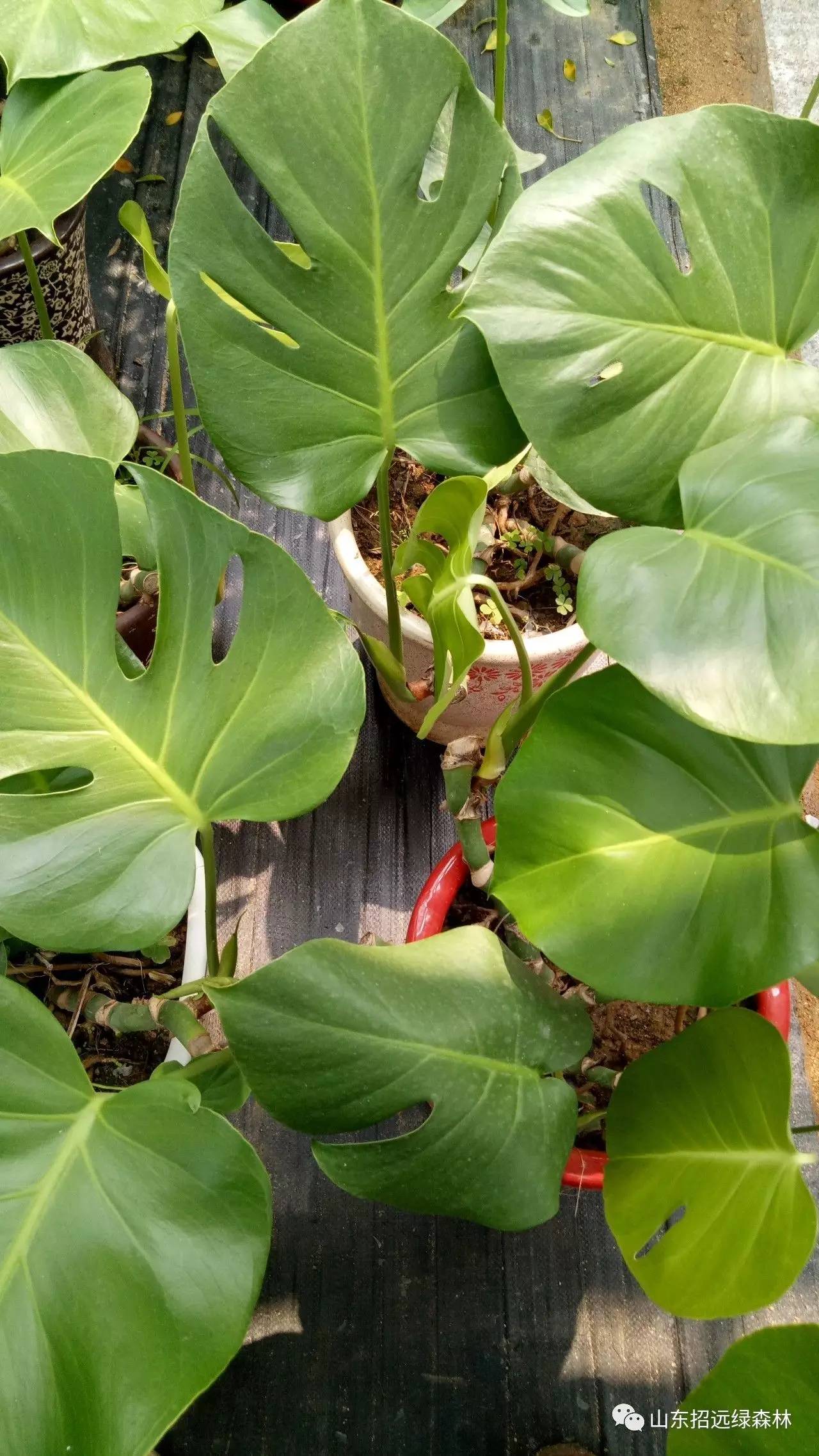 新家必备的吸毒植物!