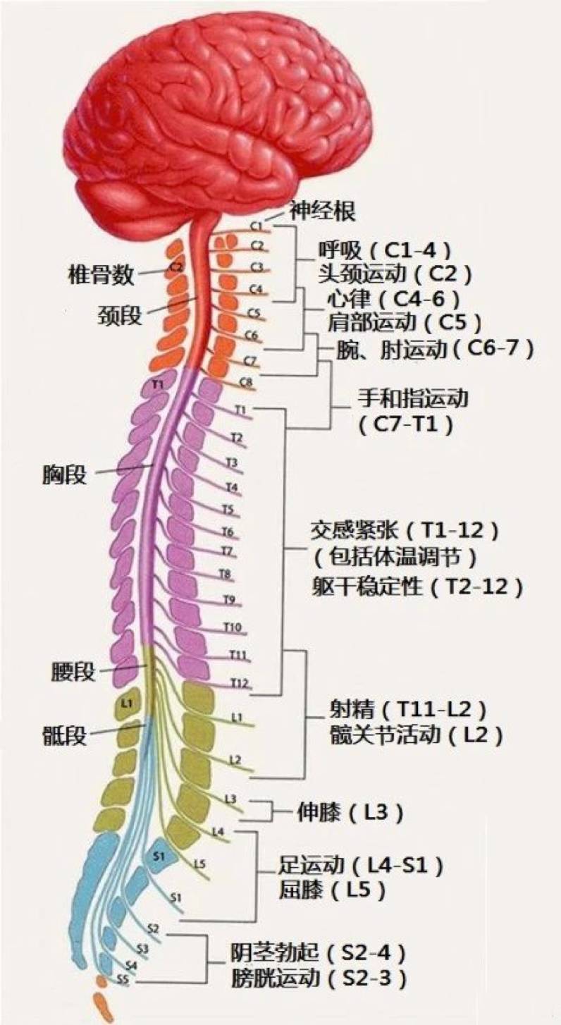 涨知识 最全神经系统解剖图