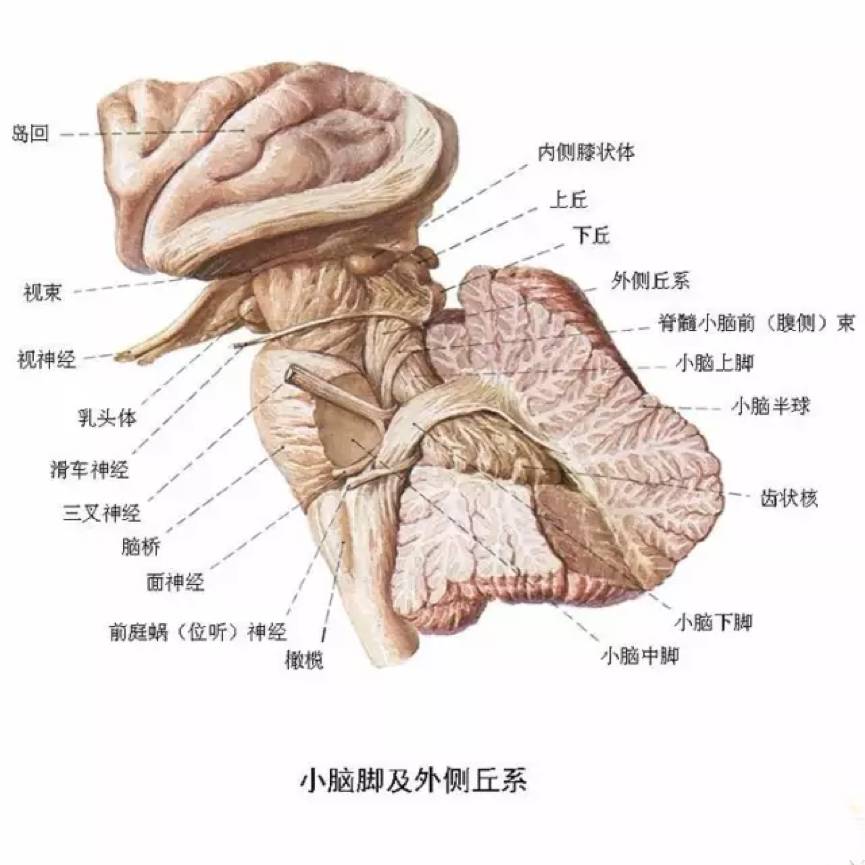 漲知識!最全神經系統解剖圖,值得收藏