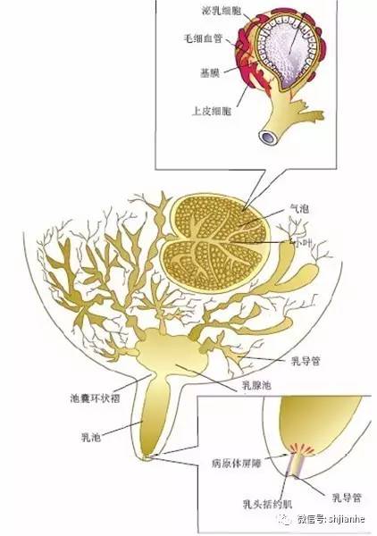 牛乳房的结构图片