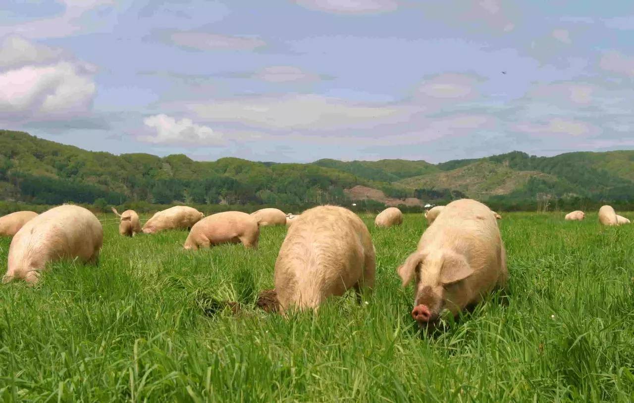 肉食系 | 在日本除了和牛海鮮還有什麼值得吃的?