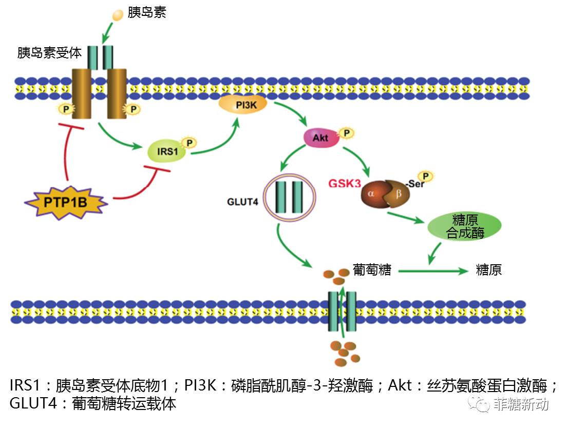 【期刊瞭望】十年回首,2型糖尿病治疗靶点知多少—胰岛素敏感性篇