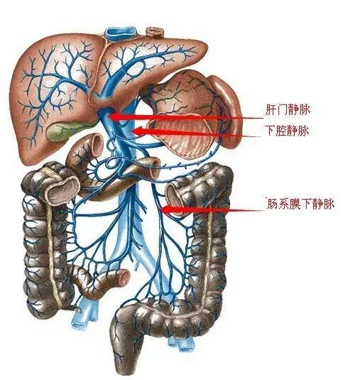 大鼠肝门静脉图片