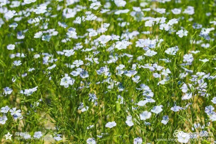 雲山霧海胡麻花開香飄隴塬