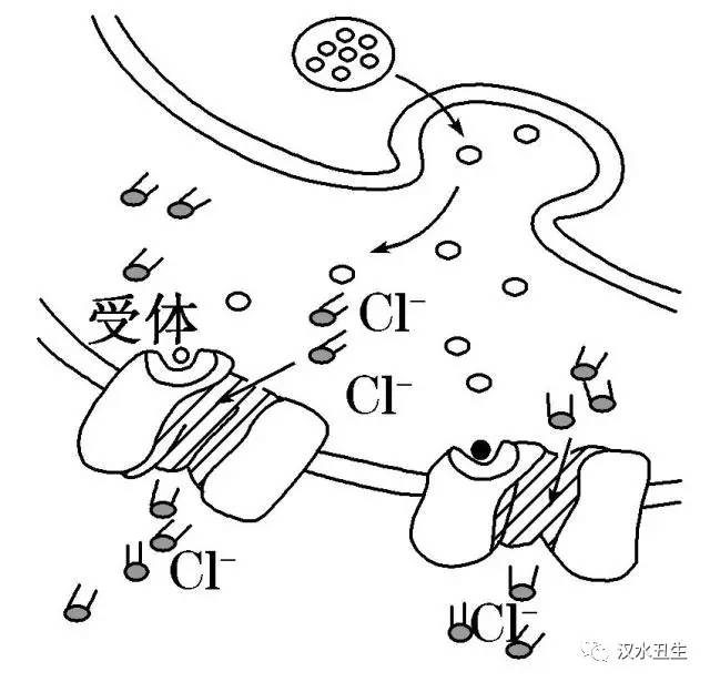 甘氨酸通過自由擴散的方式被釋放到突觸間隙c.使突觸後神經元抑制d.