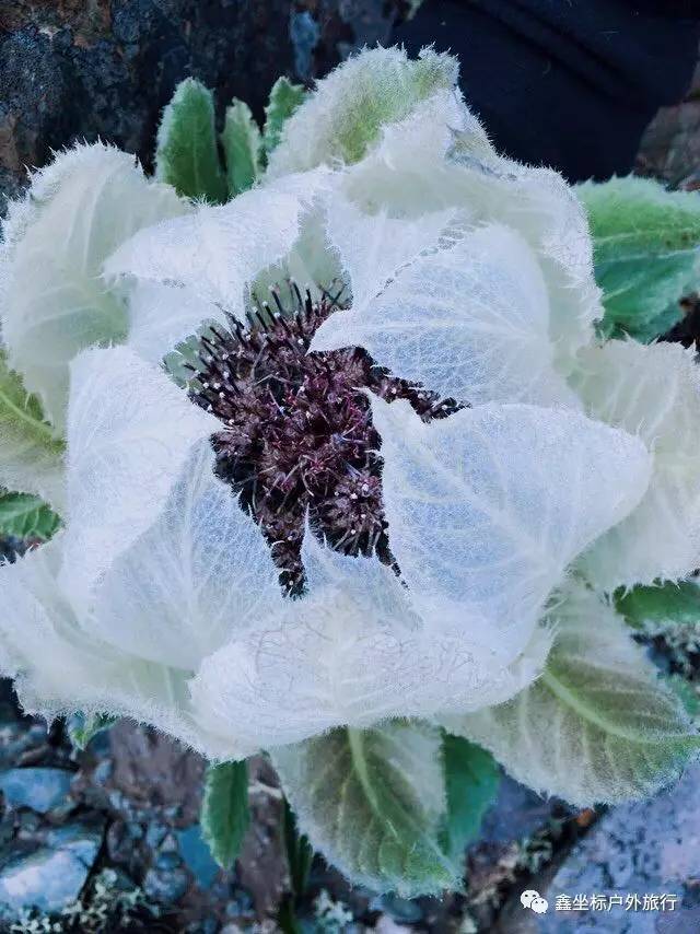 雪蓮花盛開季,環聖博格達五峰連穿