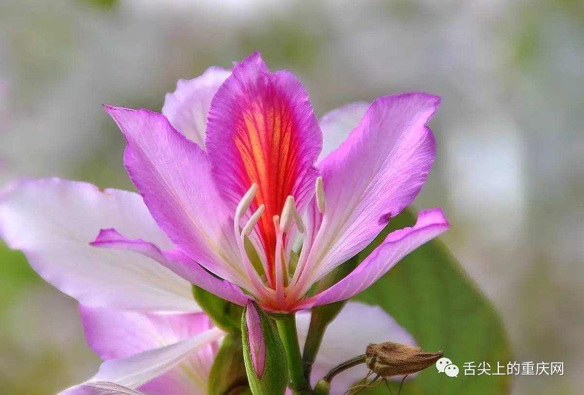 紫荆花的花语(如图)