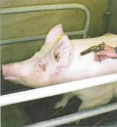 猪只运用标准工作法——肌内注射(二)
