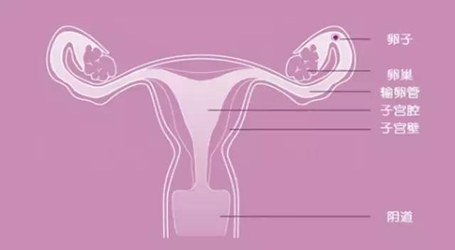 孕妇子宫构造图片