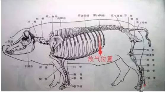 猪肋骨分布图图片