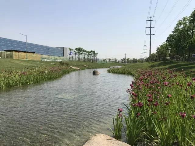 採用生態植草溝,下凹式綠地等