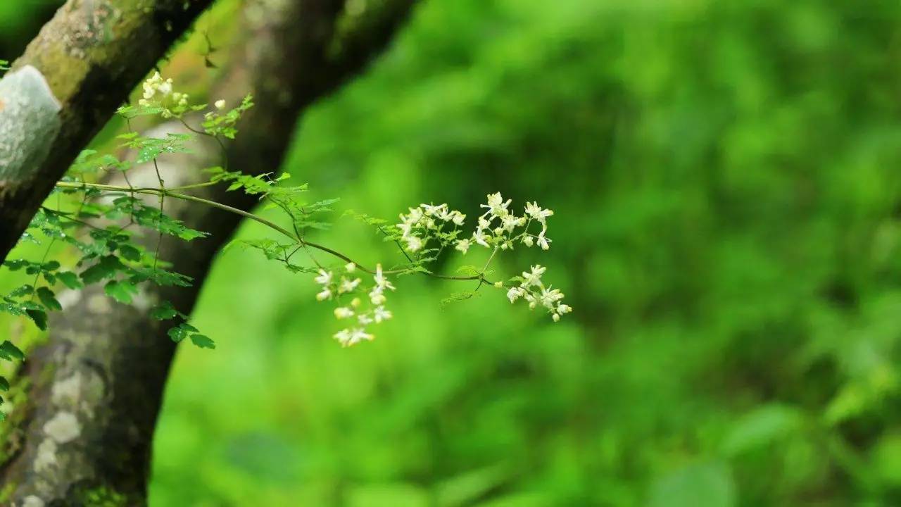 【國學生活】無言花自香 淡定人從容