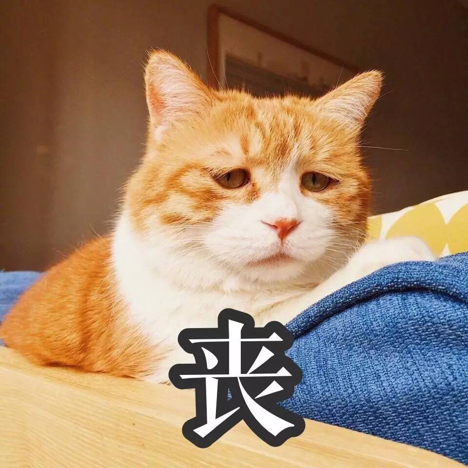 沮丧表情包 橘猫图片