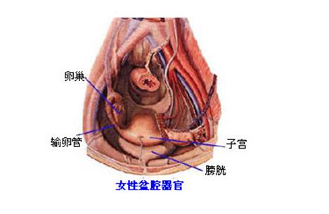 女性妇科的所有症状图图片