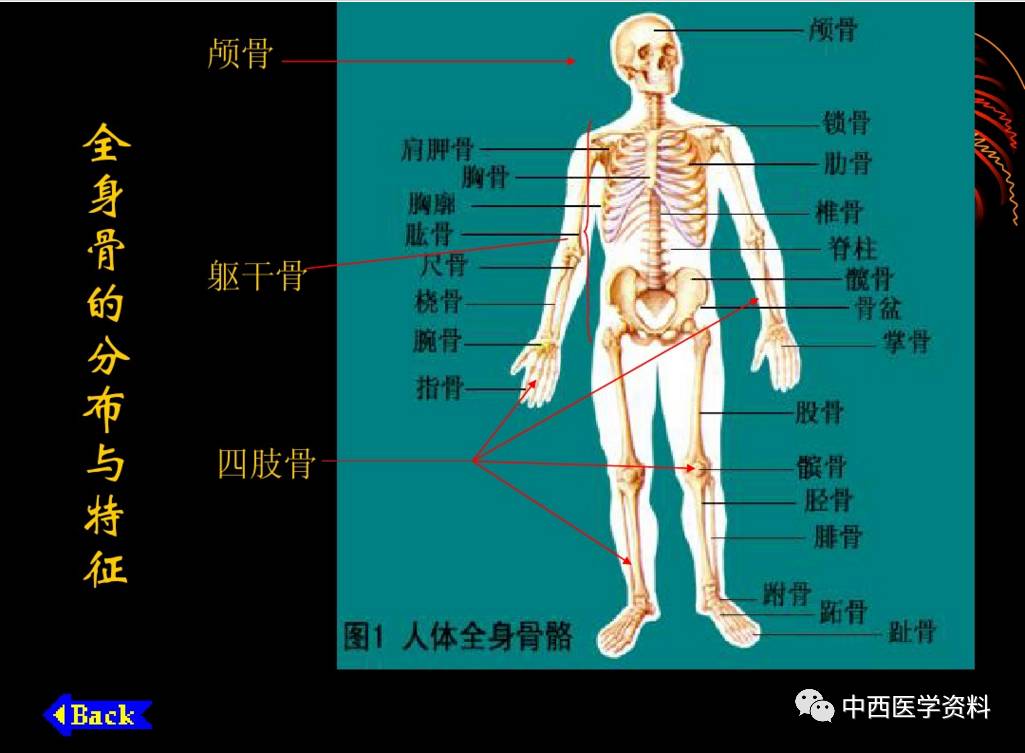 人體解剖學基礎知識