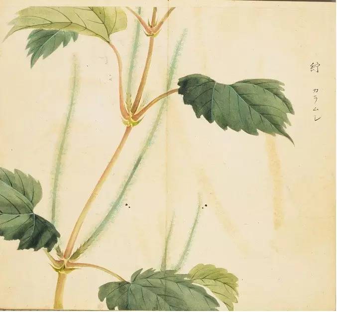 蓍(shi:即"蓍草,多年生草本植物,全草可入药,茎,叶可制香料,通称"