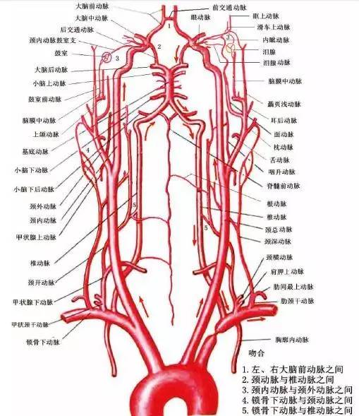 【学术动态】tevar 术中重建左锁骨下动脉的考量