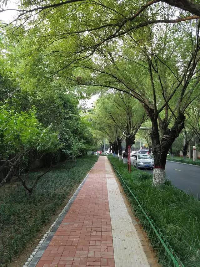 风景●漯河夏日最美最凉爽林荫路,你知道在哪里吗?