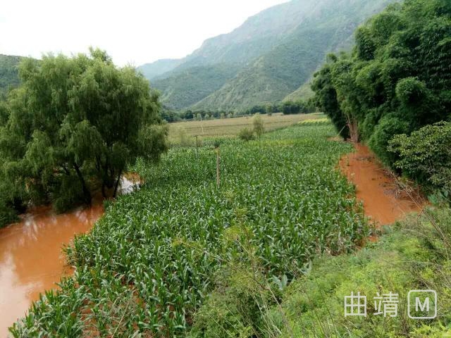 雨碌鄉玉米葡萄蔬菜等農作物受災