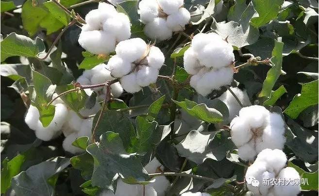 【农业技术】棉花花铃期的管理