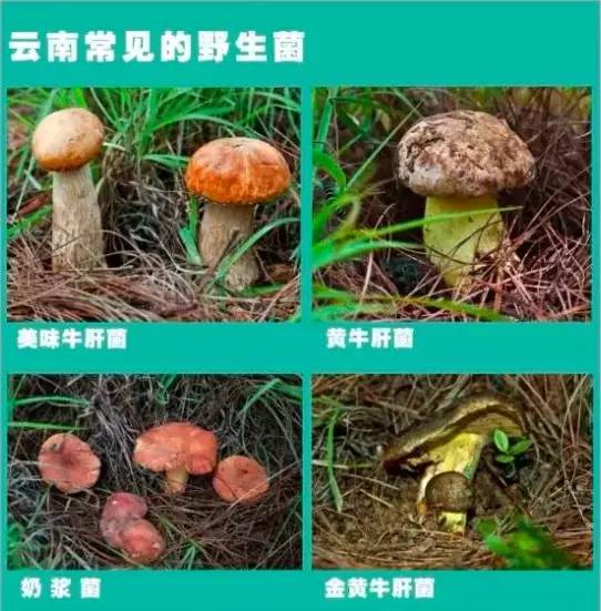 常识丨一定要认清楚云南常见毒蘑菇的样子