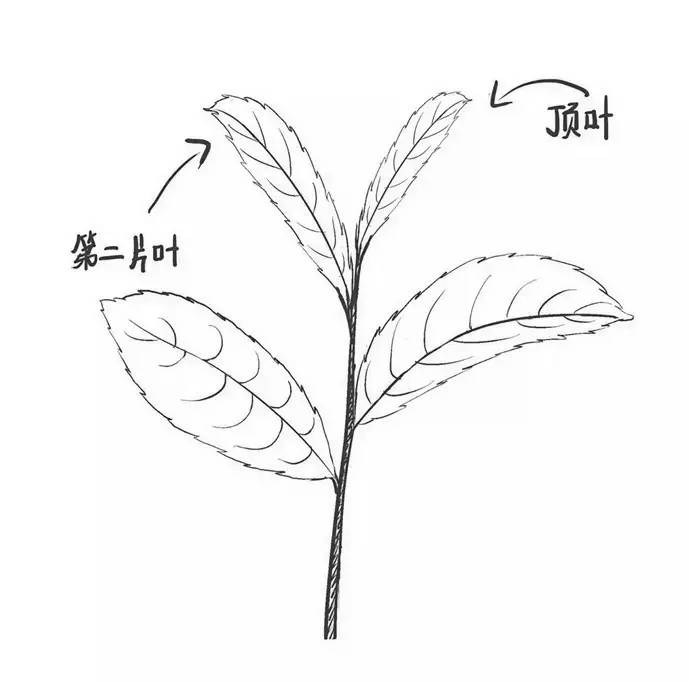 香氣顯著的烏龍茶到底哪裡烏龍了