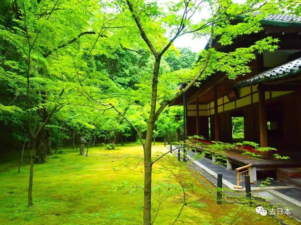 為這個夏天增添一份綠色帶你探索唯美超越動畫的日本神社