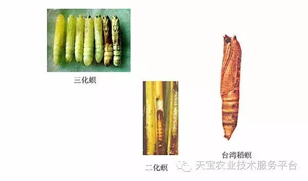 顽固的咀嚼式口器害虫图谱经典收藏