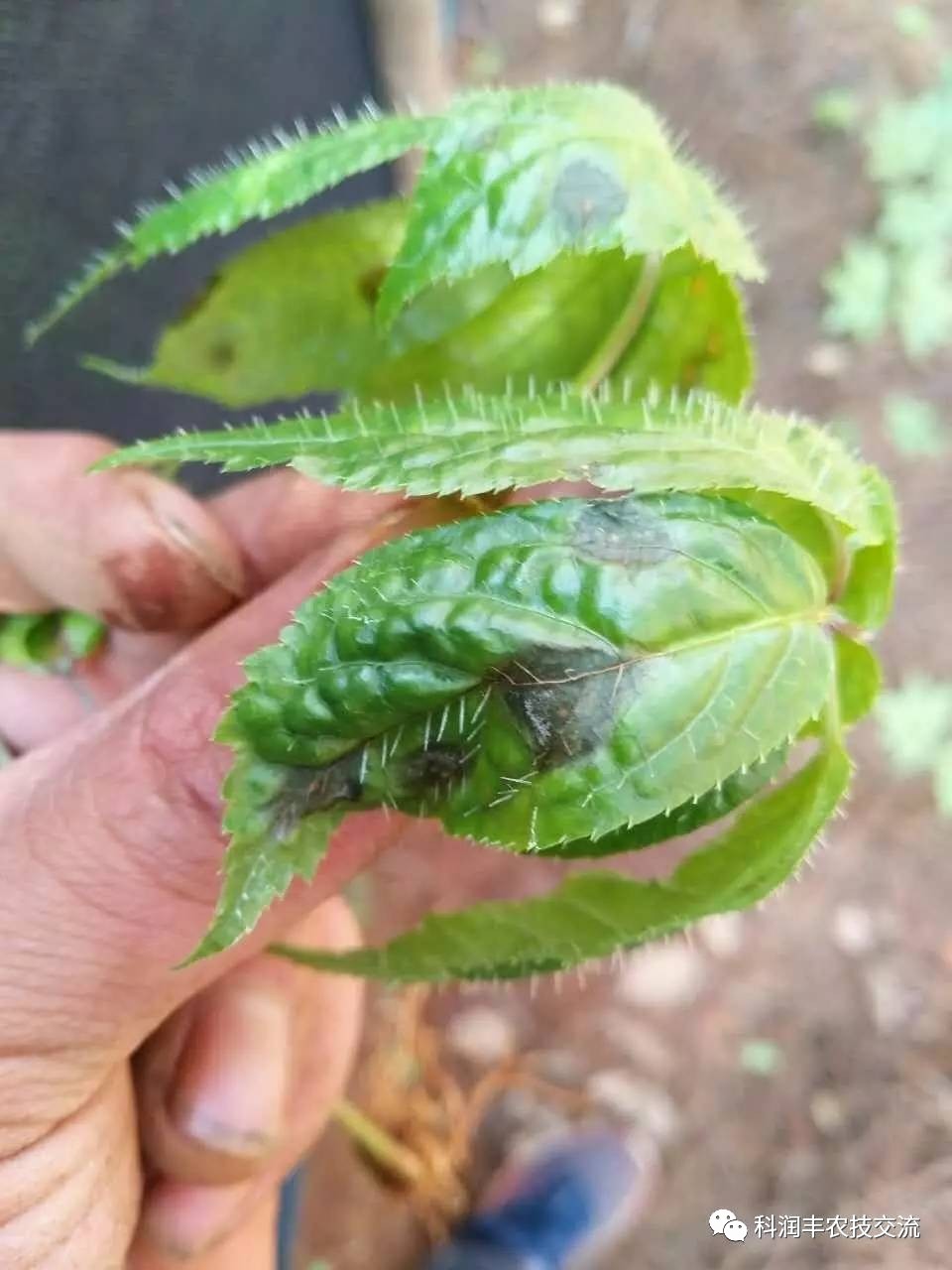 雨季天的三七该如何管理?