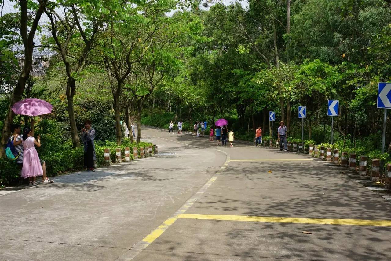 我是大崗人我自豪畢竟十八羅漢山森林公園景美如畫