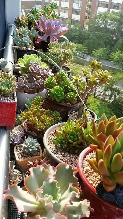 韩国主妇阳台的多肉植物 壮观!
