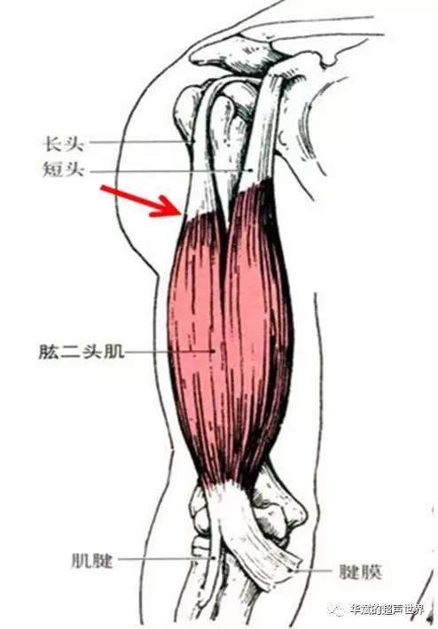 股二头肌的位置示意图图片
