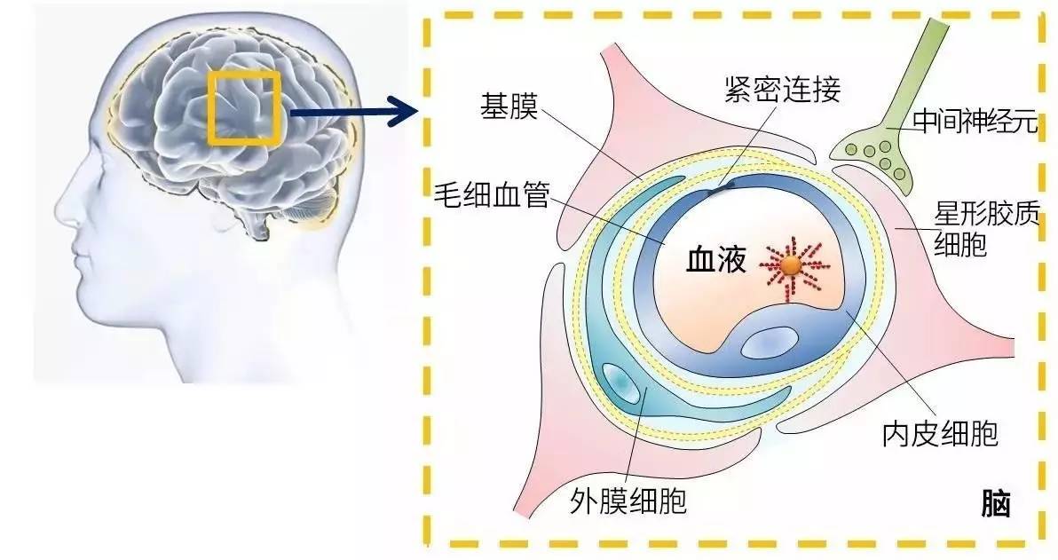 血胸屏障图片