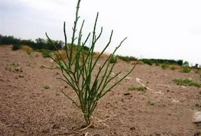 这在沙漠里开花的植被是什么竟然能跟梭梭树一起拯救沙漠而且最受牧民