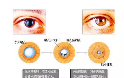 虹膜内瞳孔括约肌收缩,瞳孔缩小;光线变弱,虹膜开大肌收缩,瞳孔变大