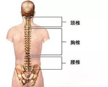 >> 文章内容 >> 背部脊椎痛的原因是什么 背部中间的脊柱好疼啊答:呢?
