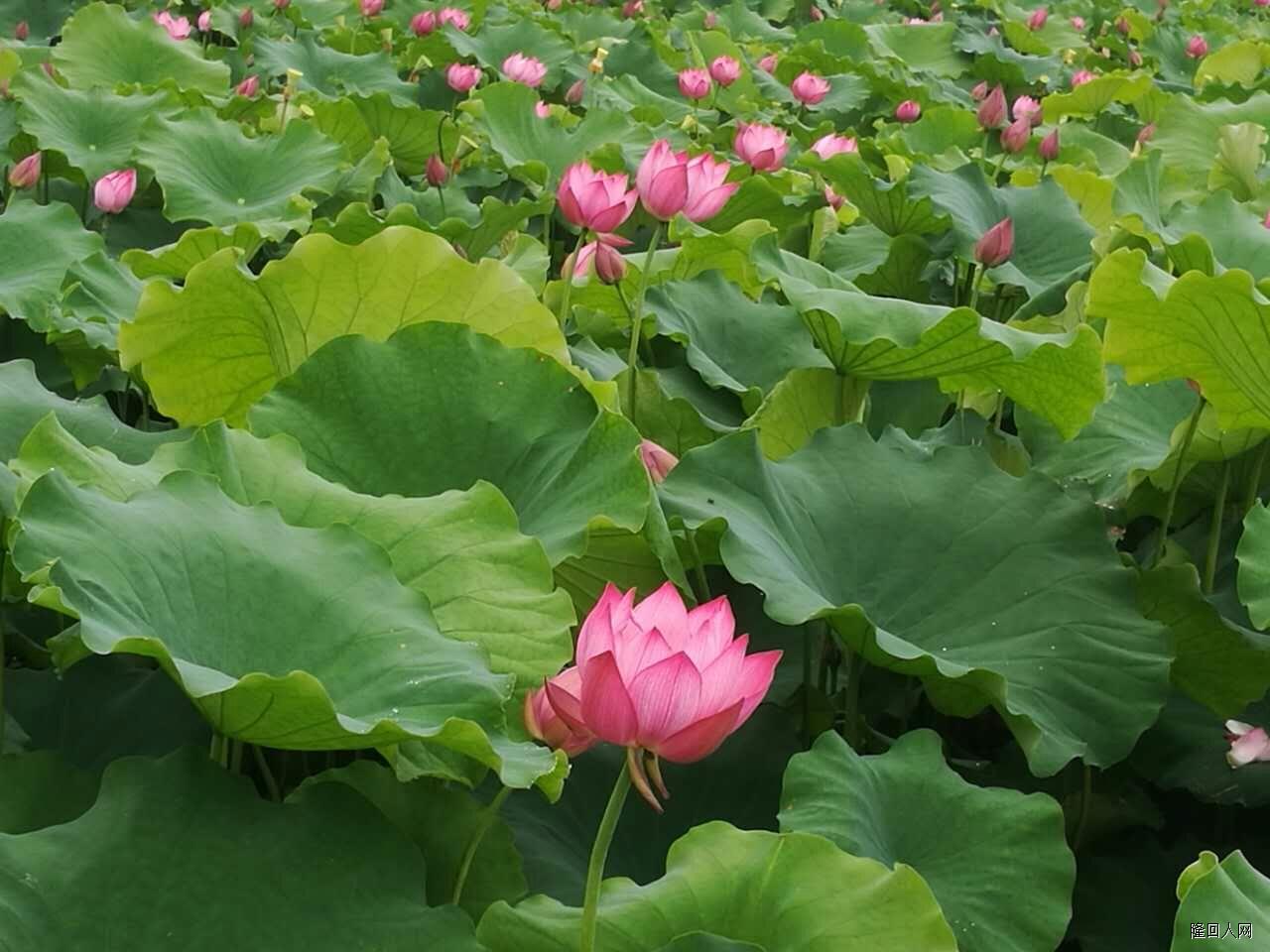 羊古坳雷锋村百亩荷花灿烂盛开,邀请朋友们来赏花!