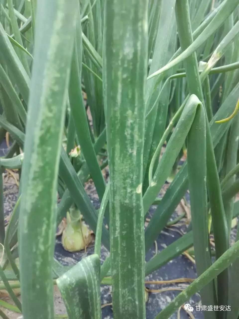 洋蔥葉片上佈滿針尖大小,灰白色的取食斑,嚴重影響光合作用,使鱗莖