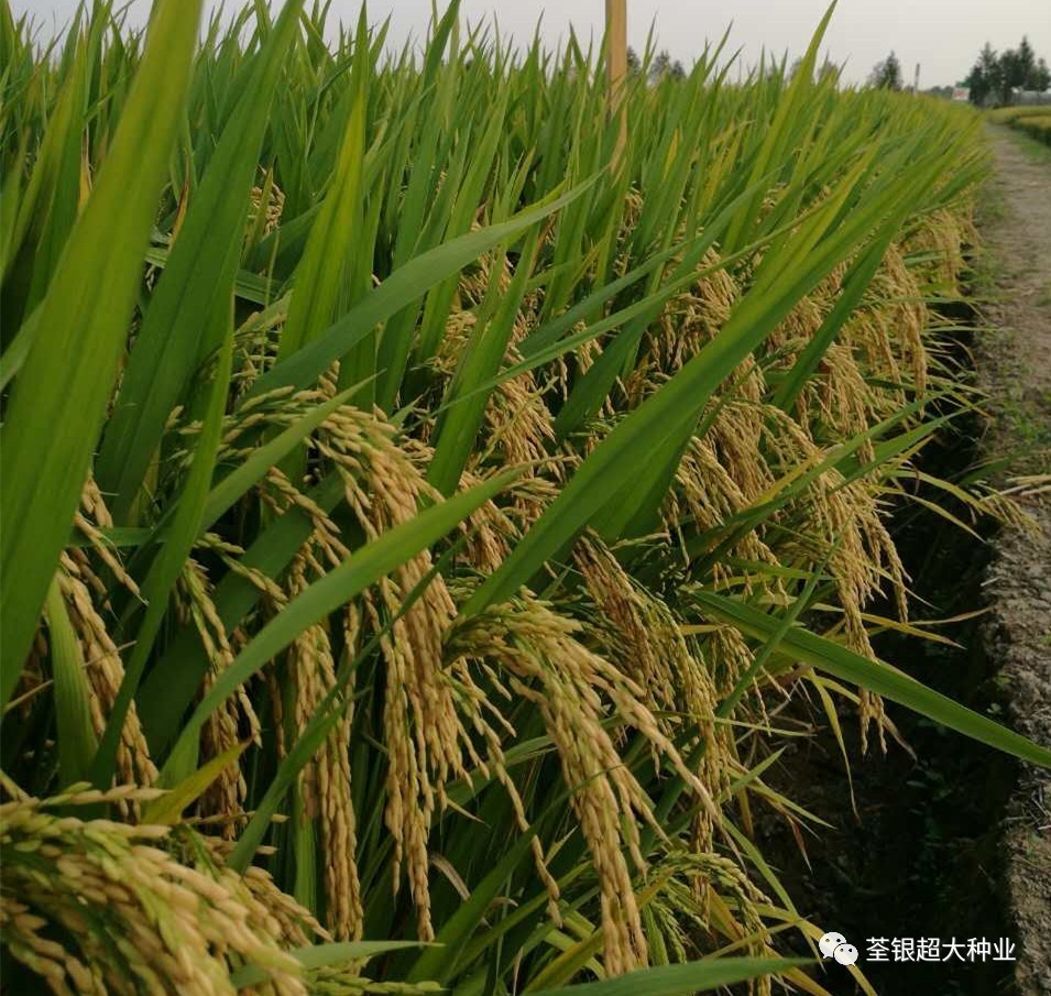 热烈祝贺荃优3301荃优3745两大品种通过国审