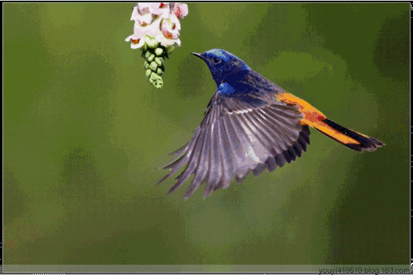 鸟和花的动态图图片