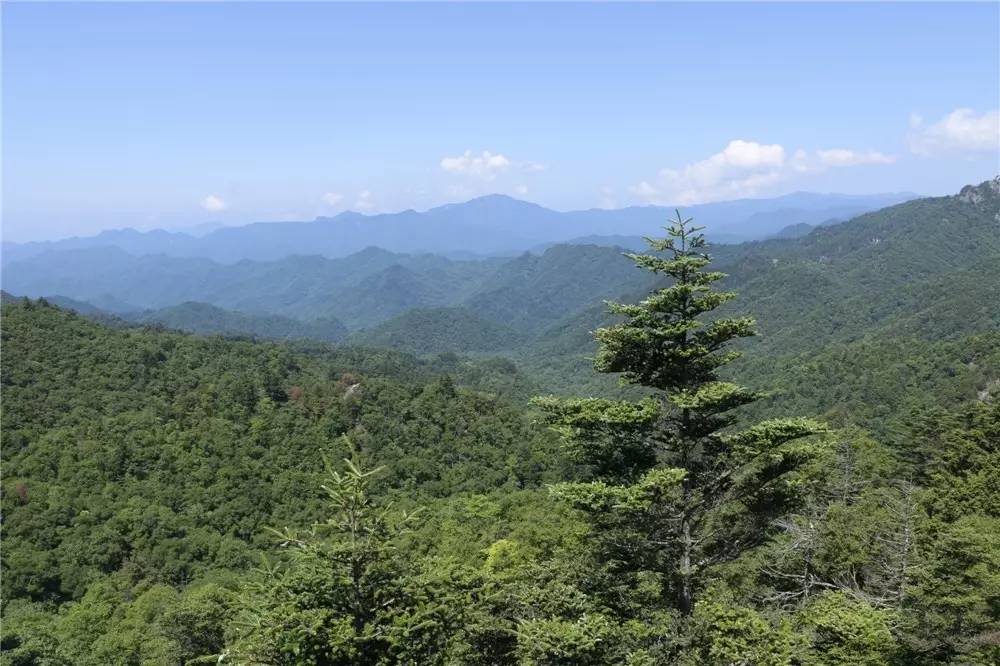 涼風埡和三官廟是佛坪自然保護區所屬的兩個保護站,居於秦嶺自然保護