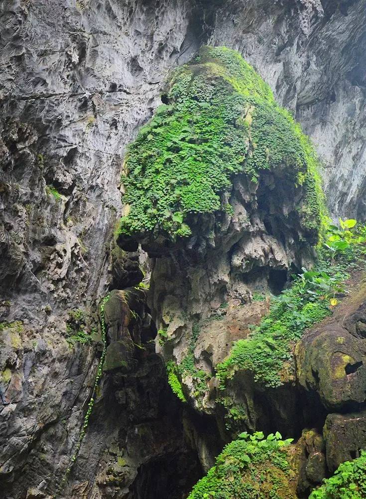 天坑奇观"动植物王国 惊艳奇绝!