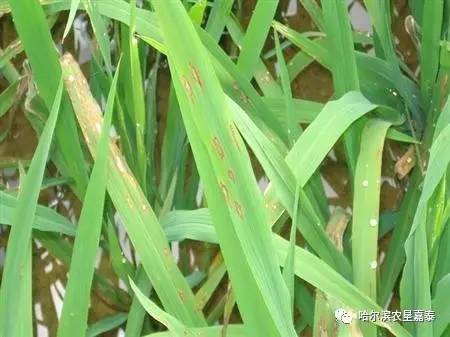 >> 文章內容 >> 茉莉酸誘導水稻幼苗對稻瘟病抗性作用研究 茉莉酸甲酯