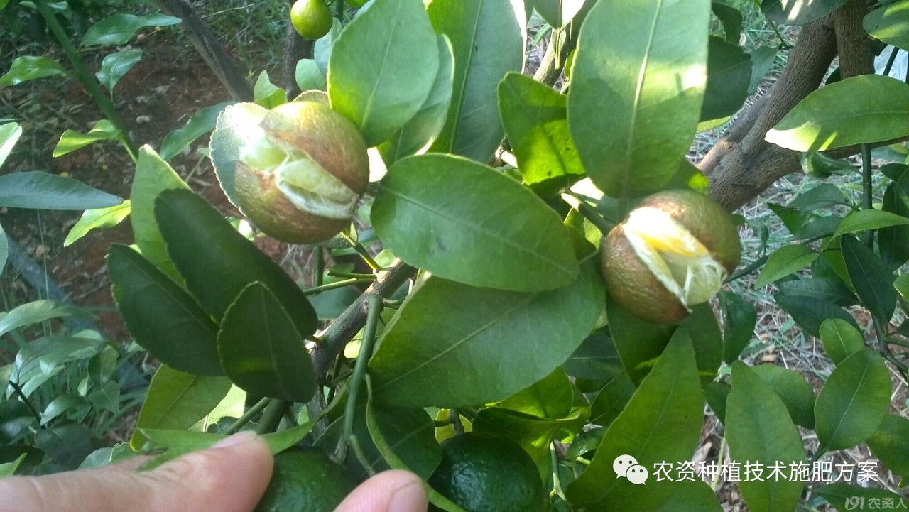 果实开裂是果蔬生产中普遍存在的现象,果实开裂多发生于果实生长的中