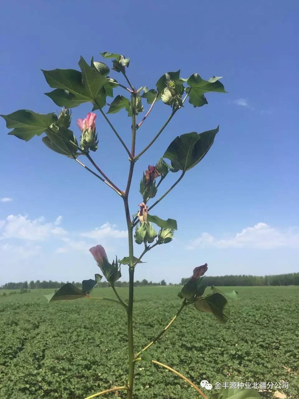 38 棉花旺長還能通過水控麼? 決定產量的七月!